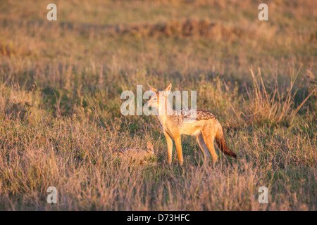 Jackal e lupetti all'alba Foto Stock