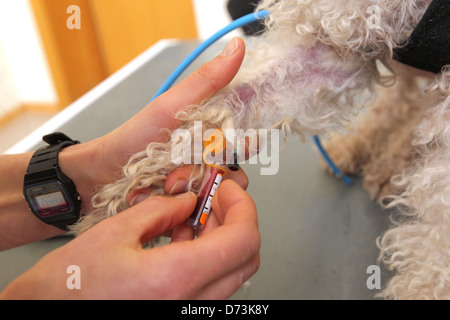 Flensburg, Germania, un Tieraerztin prende il sangue da un cane Foto Stock