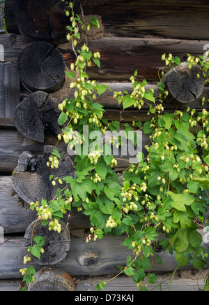 Luppolo Humulus lupulus sul vecchio insediamento abbandonato edificio, probabilmente, Cariboo della Columbia britannica in Canada Foto Stock