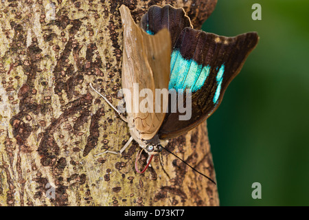 Un adulto nastrare re calzolaio butterfly Foto Stock