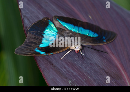 Un adulto nastrare re calzolaio butterfly Foto Stock