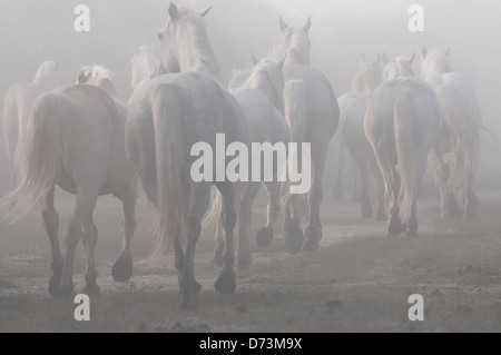 Allevamento di cavalli Camargue trottare nella nebbia di mattina Foto Stock