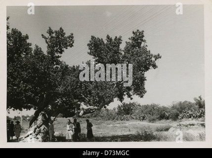 L'Henrietta Szold Tree Foto Stock