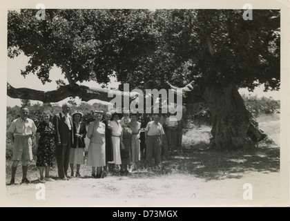 L'Henrietta Szold Tree Foto Stock