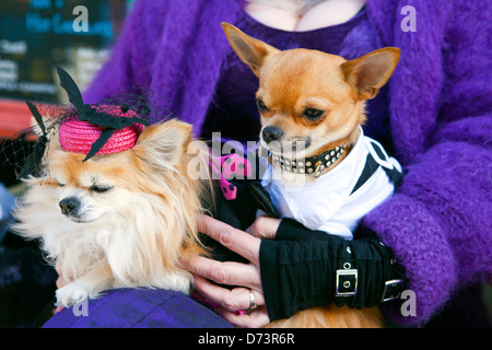 Due camere elegantemente vestito chihuahua cani in un giro di donne. Foto Stock