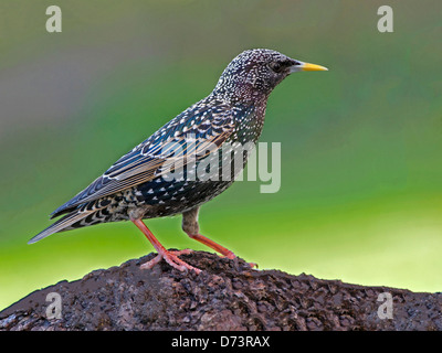 Starling comune appollaiato sul ramo Foto Stock