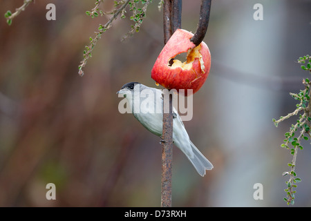 Capinera, Sylvia atricapilla, maschio singolo mangiare apple, Warwickshire, Aprile 2013 Foto Stock