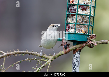 Capinera, Sylvia atricapilla, unica donna su alimentatore, Warwickshire, Aprile 2013 Foto Stock