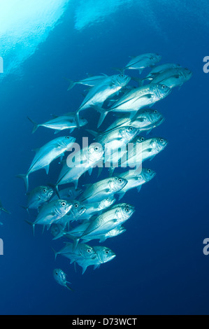 Una scuola di grossi carangidi occhio Foto Stock