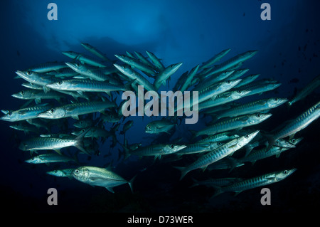 Una scuola di chevron barracuda Foto Stock