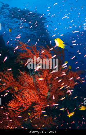 Un pesci dai colori vivaci nuota oltre la barriera corallina con una scuola di martinetti e barracuda in background Foto Stock