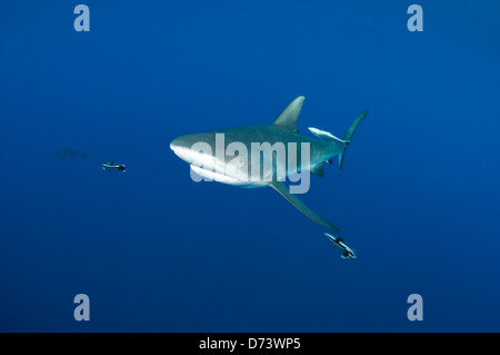 Un pacifico Grey Reef shark nuota con remoras Foto Stock