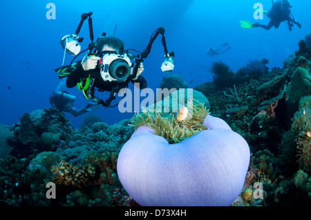 Un subacqueo passa sopra un anemone viola con clownfish per scattare una fotografia Foto Stock