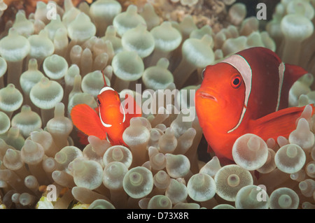 Una coppia di spinecheek clownfish rifugiarsi in un anemone Foto Stock