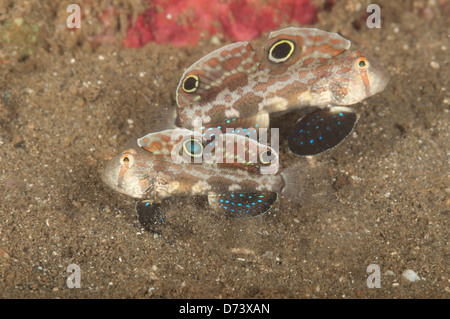 Due twin spot ghiozzi mantengono la loro casa priva di detriti Foto Stock