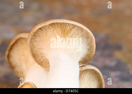 Foto orizzontale di sotto un fresco re tromba fungo su pietra naturale sullo sfondo Foto Stock