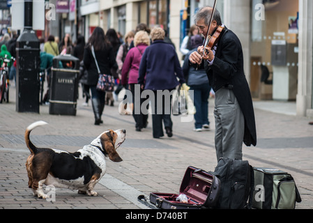Basset Hound guarda intentemente un violinista classico di strada che suona Al cane a Newbury Foto Stock