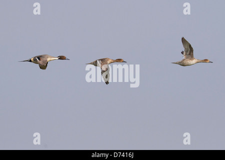 Northern Pintail (Anas acuta) Foto Stock