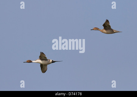 Northern Pintail (Anas acuta) Foto Stock