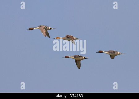 Northern Pintail (Anas acuta) Foto Stock