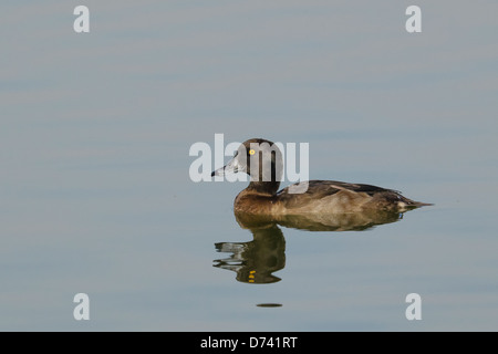 Femmina di moretta (Aythya fuligula) Foto Stock