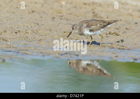 Di Temminck stint (Calidris temminckii) foraggio Foto Stock