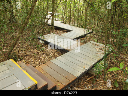 Passerella in legno in foresta, Parco nazionale Khao Yai, Thailandia Foto Stock