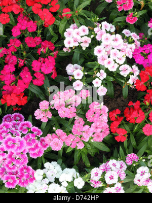 Aiuola di Dianthus barbatus (dolce William) Foto Stock