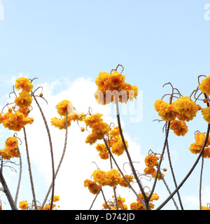 Cochlospermum regium, noto anche come giallo Cotton Tree in Thailandia Foto Stock