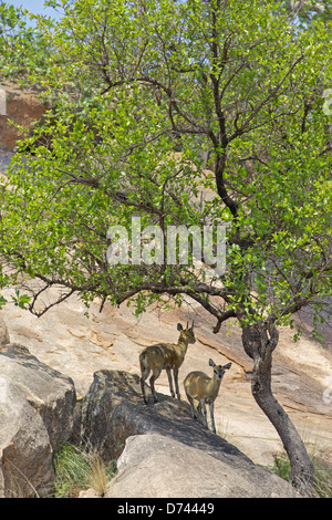 Una coppia di klipspringer (Oreotragus oreotragus) nel Parco Nazionale di Kruger, Sud Africa. Foto Stock