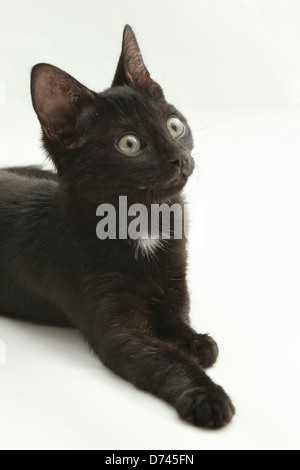 Un gattino fotografati contro uno sfondo bianco. Foto Stock
