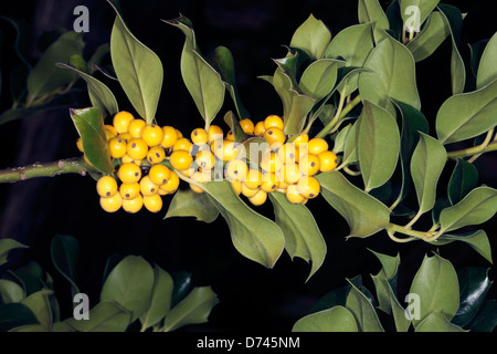 Giallo la fruttificazione Holly- Ilex aquifolium bacciflava- Famiglia Aquifoliaceae Foto Stock