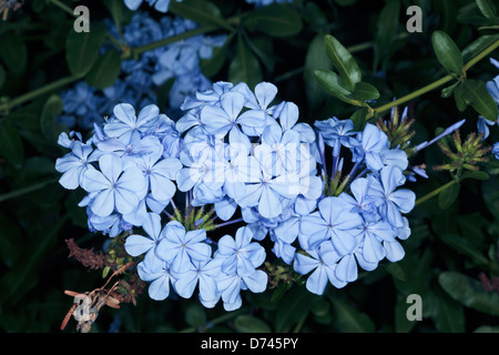 Leadwort/ Blu Plumbago/ Cape Plumbago/ Cape Leadwort - Plumbago auriculata [syn. P.capensis] Foto Stock