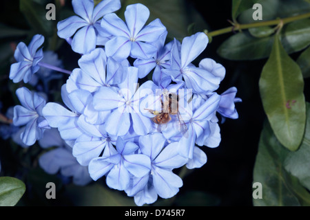 Leadwort/ Blu Plumbago/ Cape Plumbago/ Cape Leadwort - Plumbago auriculata [syn. P.capensis] e bee per raccogliere il polline Foto Stock