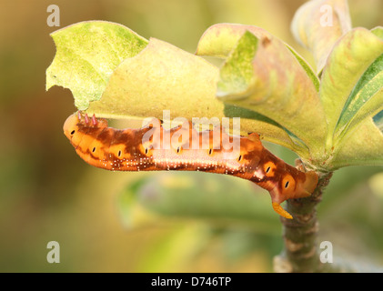 I bruchi arancione con foglie e ramo Foto Stock