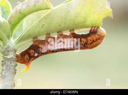 I bruchi arancione con foglie e ramo Foto Stock