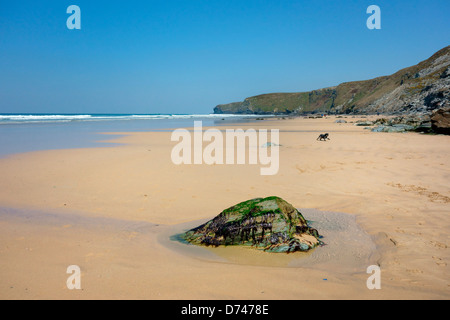 Cane che corre attraverso wild sandy ogni Foto Stock