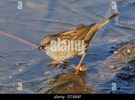 Dunnock o Hedge Sparrow avanzamento sul laghetto congelato - Prunella modularis Foto Stock