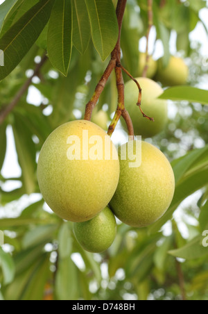 Cerbera oddloam frutto sulla struttura ad albero Foto Stock