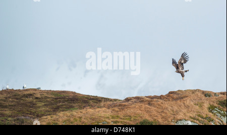 Sea Eagle decollare da è posto sulla collina di un'isola in Sommarøy, Norvegia Foto Stock