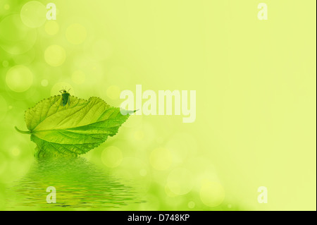 Un bug di verde su una foglia. Cartoline in colori verde e giallo. Foto Stock