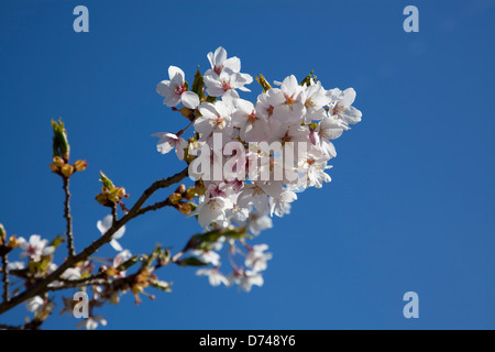 Cherry blossoms at Kew Gardens in London, UK Foto Stock