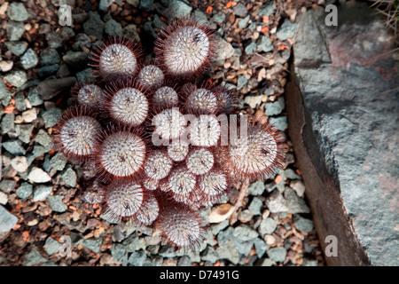 Mammillaria bombycina noto anche come il silken puntaspilli cactus a Kew Gardens a Londra, Regno Unito Foto Stock