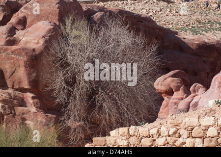 Estratto naturale di pietra rossa e bush, da Petra, Giordania, per sfondo o dove la texture è necessario Foto Stock