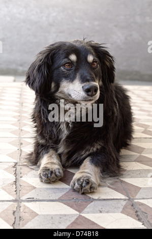 Close up ritratto di un simpatico giovane cane posa sul marciapiede Foto Stock