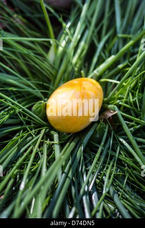 Alabastro Uova di Pasqua nascosta in una patch di erba per i bambini a trovare. Foto Stock