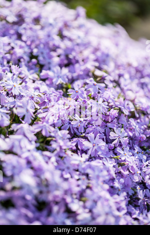 Un'immagine ravvicinata di un patch di porpora phlox segna l inizio della primavera nel Carolinas. Foto Stock