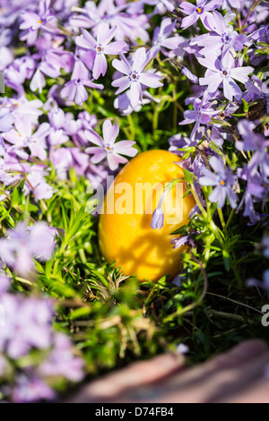 Alabastro uova di Pasqua nascosta in una patch di Phlox selvatici per i bambini a trovare. Foto Stock