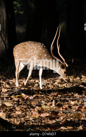 Spotted deer,chital,asse asse,feste di addio al celibato,Madhya Pradesh, India Foto Stock