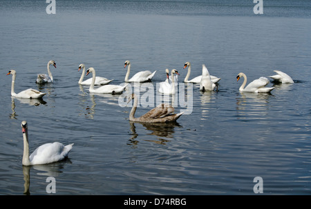 I cigni nuotare in un giorno di estate Foto Stock